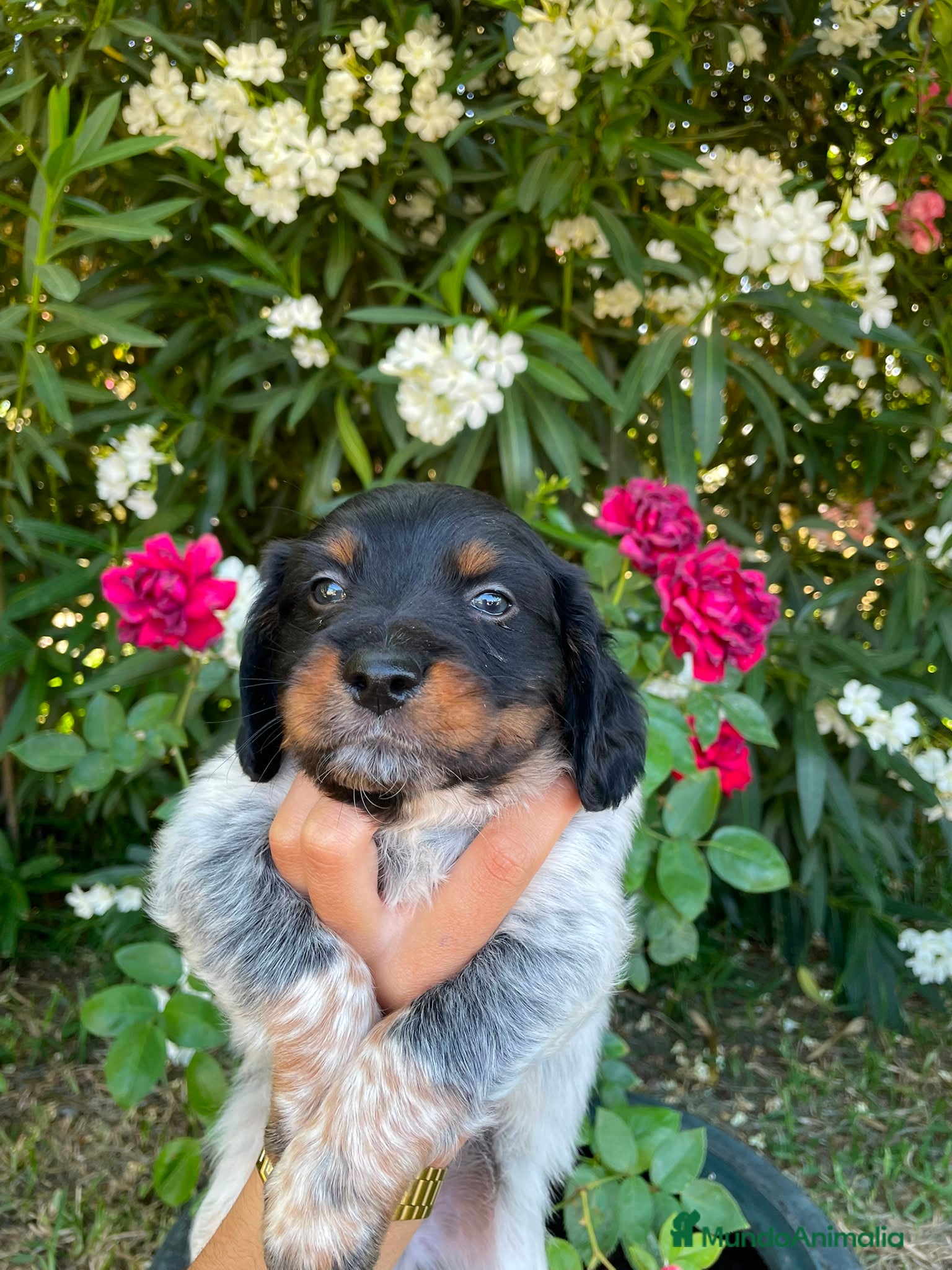 Épagneul Breton perros Spaniel Bretón  - Anuncio 1