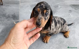 Teckel Miniatura perros en venta: Teckel mini  - Imagen 2