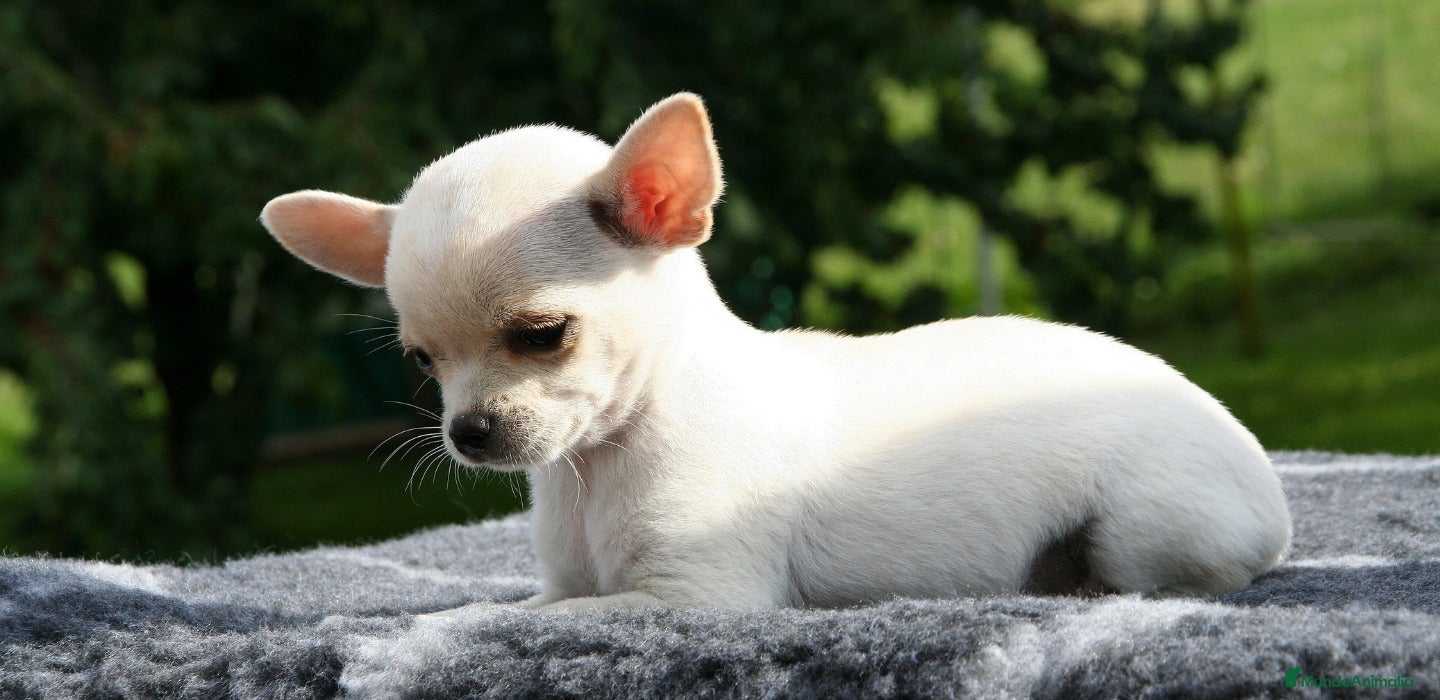 Chihuahua perros chihuahua  - Anuncio 2