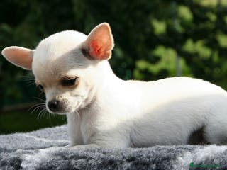 Chihuahua perros chihuahua - Anuncio 2