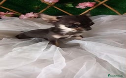 Chihuahua perros en venta: Hembra de chihuahua  - Imagen 3