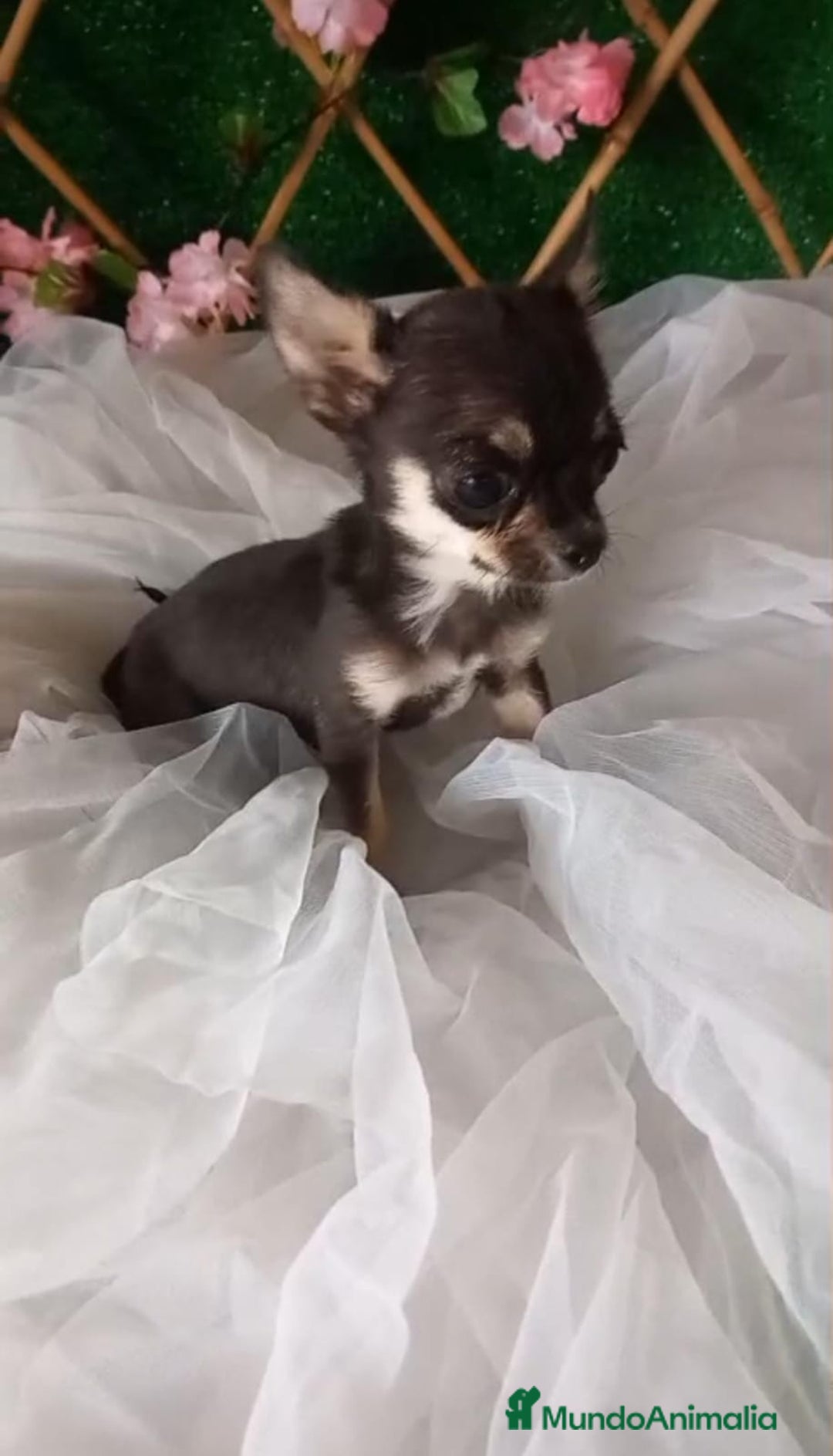 Chihuahua perros en venta: Hembra de chihuahua  - Imagen 3