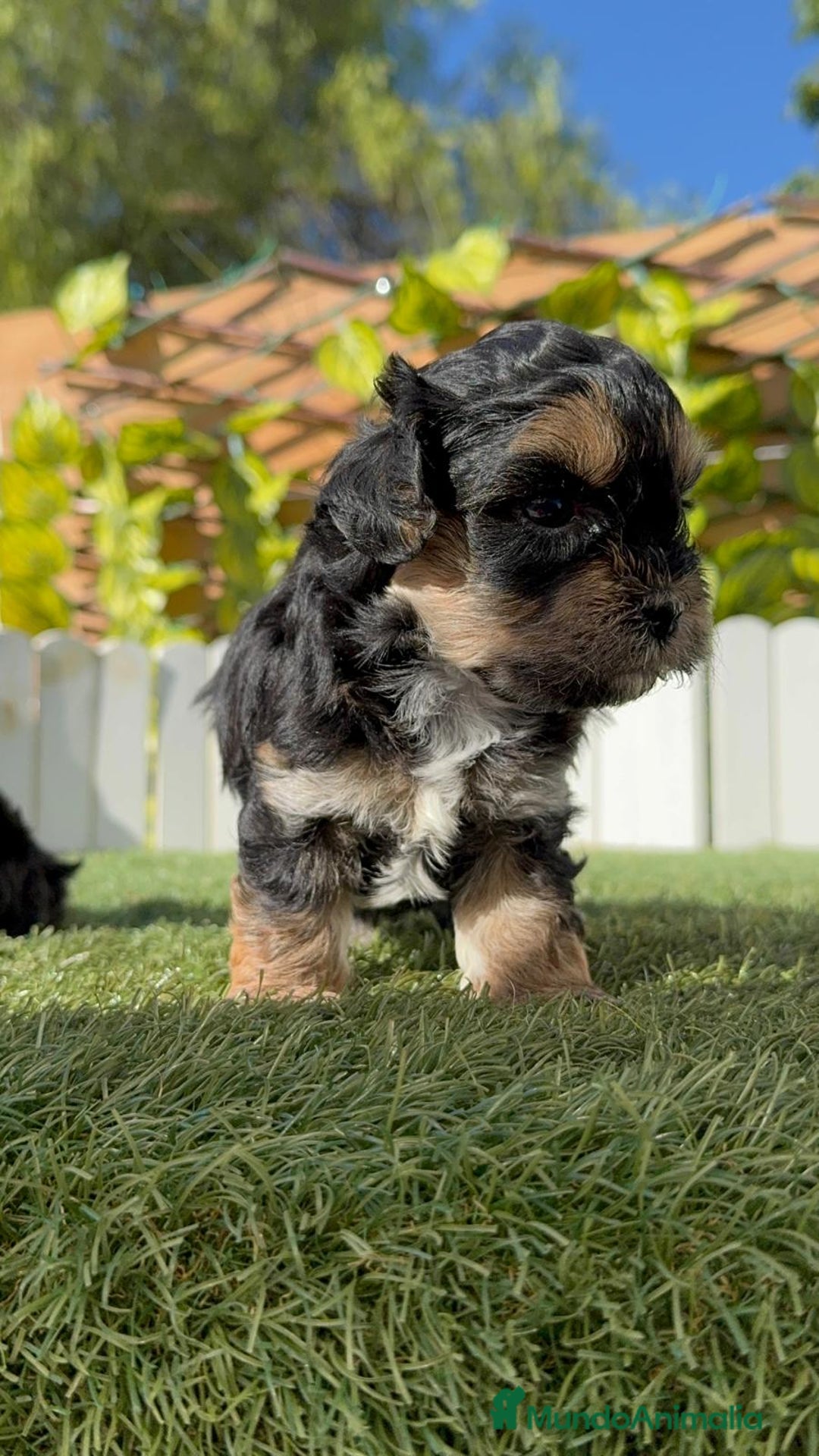 Raza Mixta perros en venta: YORKIPOO - Imagen 6