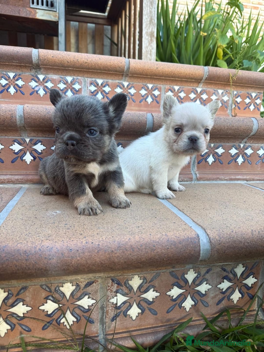 Bulldog Francés perros en venta: 🐶 CAMADA DE BULLDOG FRANCÉS FLUFFY🐶 - Imagen 3