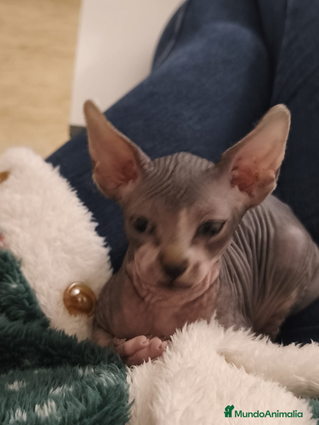 Sphynx gatos en venta: Sphynx exclusivos - Anuncio 2