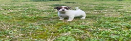 Jack Russell Terrier perros en venta: Cachorros Jack Russell Terrier  - Anuncio 9