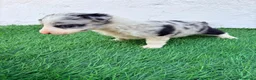 Border Collie perros en venta: Border Collie merle blue - Anuncio 6
