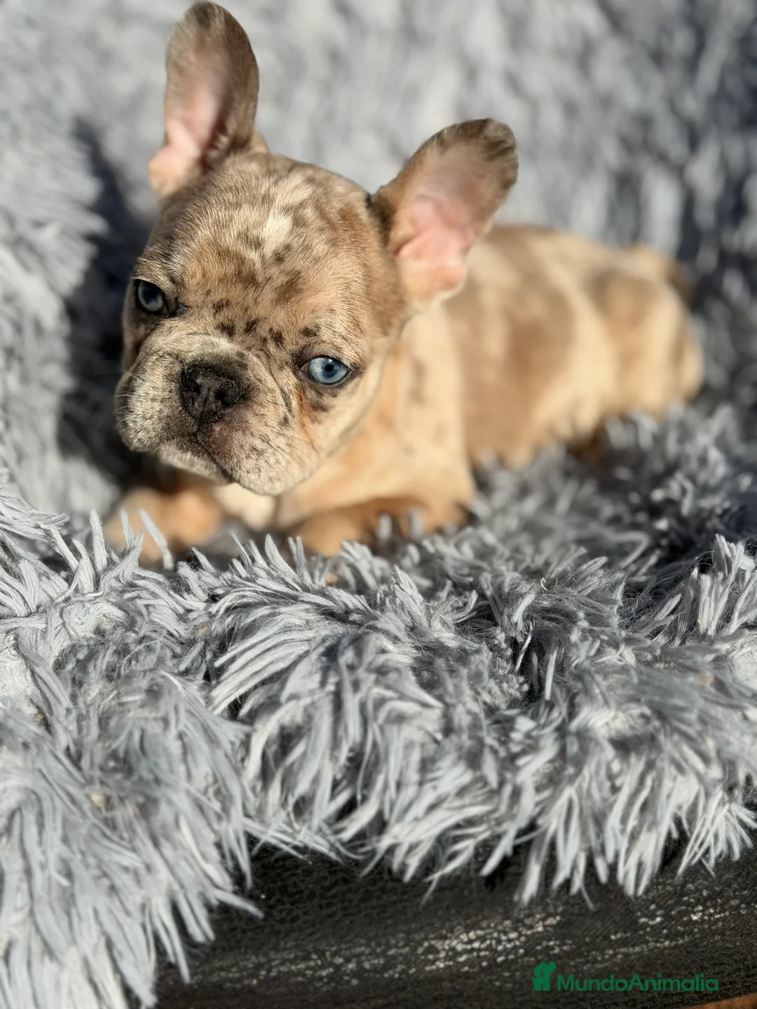 Bulldog Francés perros en venta: Bulldog macho Merle Lilac  - Anuncio 5