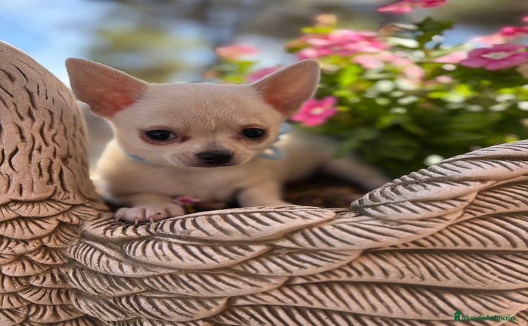 Chihuahua perros - Anuncio 2