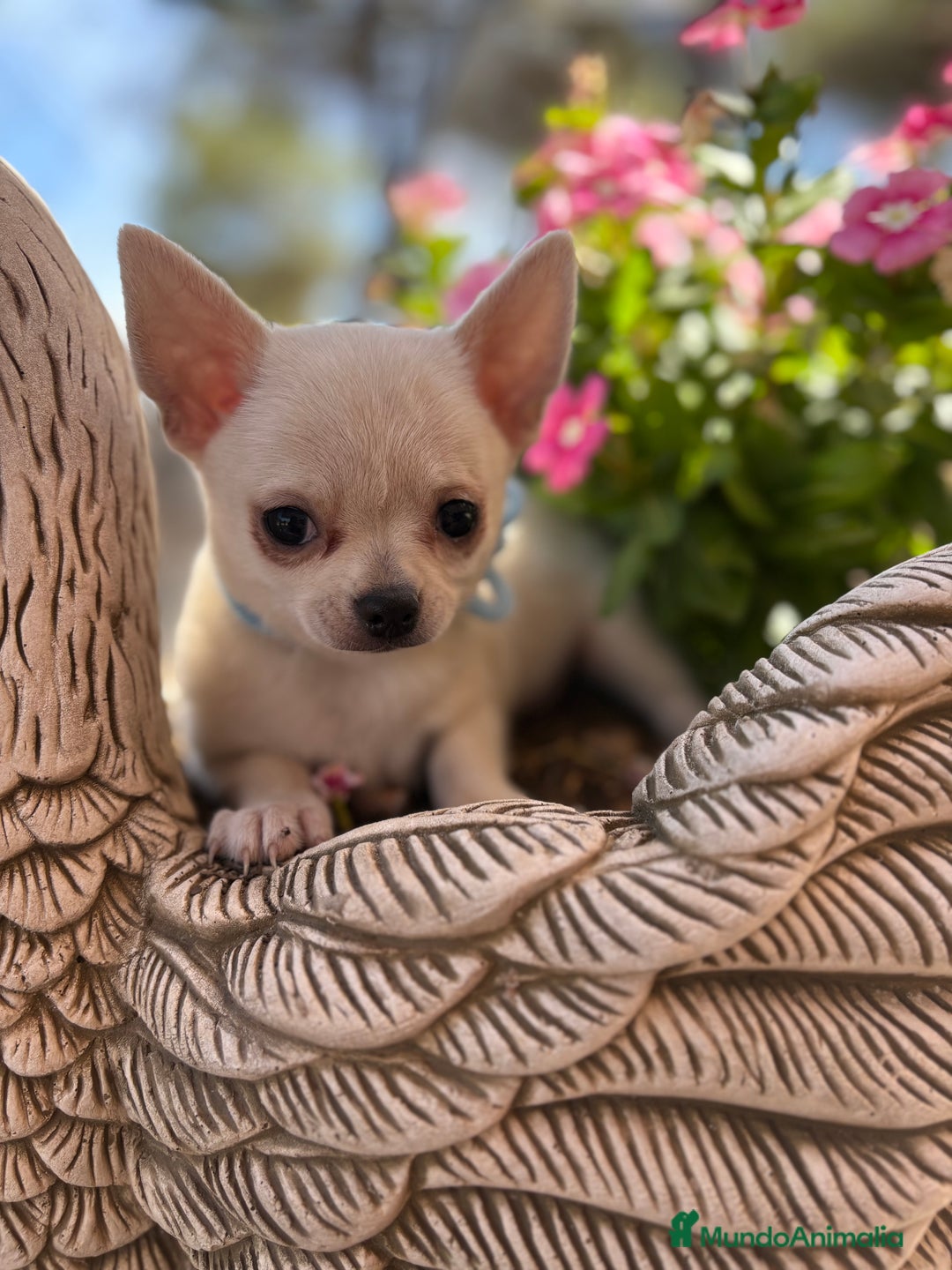 Chihuahua perros en venta: Chihuahua Macho Blanco  - Imagen 1