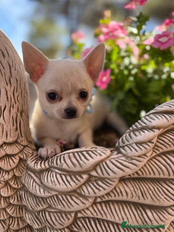 Chihuahua perros - Anuncio 12
