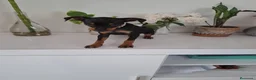 Pinscher Miniatura perros en venta: Mini pincher - Anuncio 2