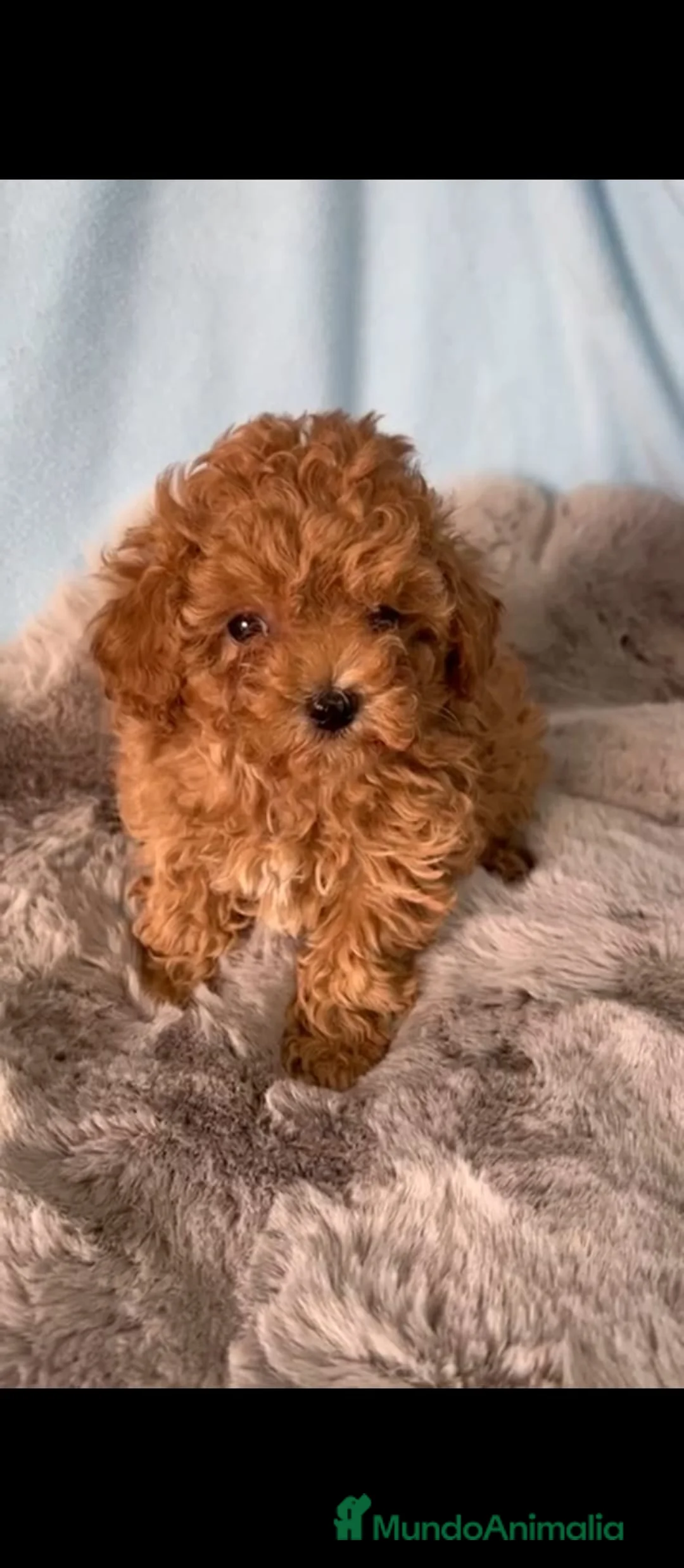 Caniche Toy perros en venta: Caniche toy rojo - Anuncio 2