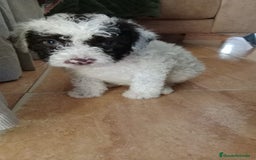 Perro de Agua Español perros en venta: Hembra bicolor - Imagen 1