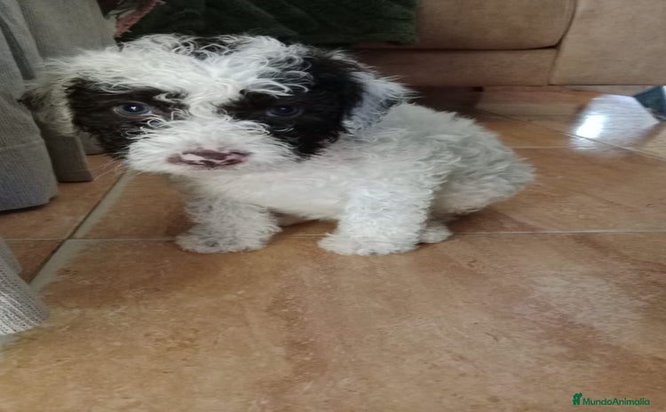 Perro de Agua Español perros - Anuncio 1