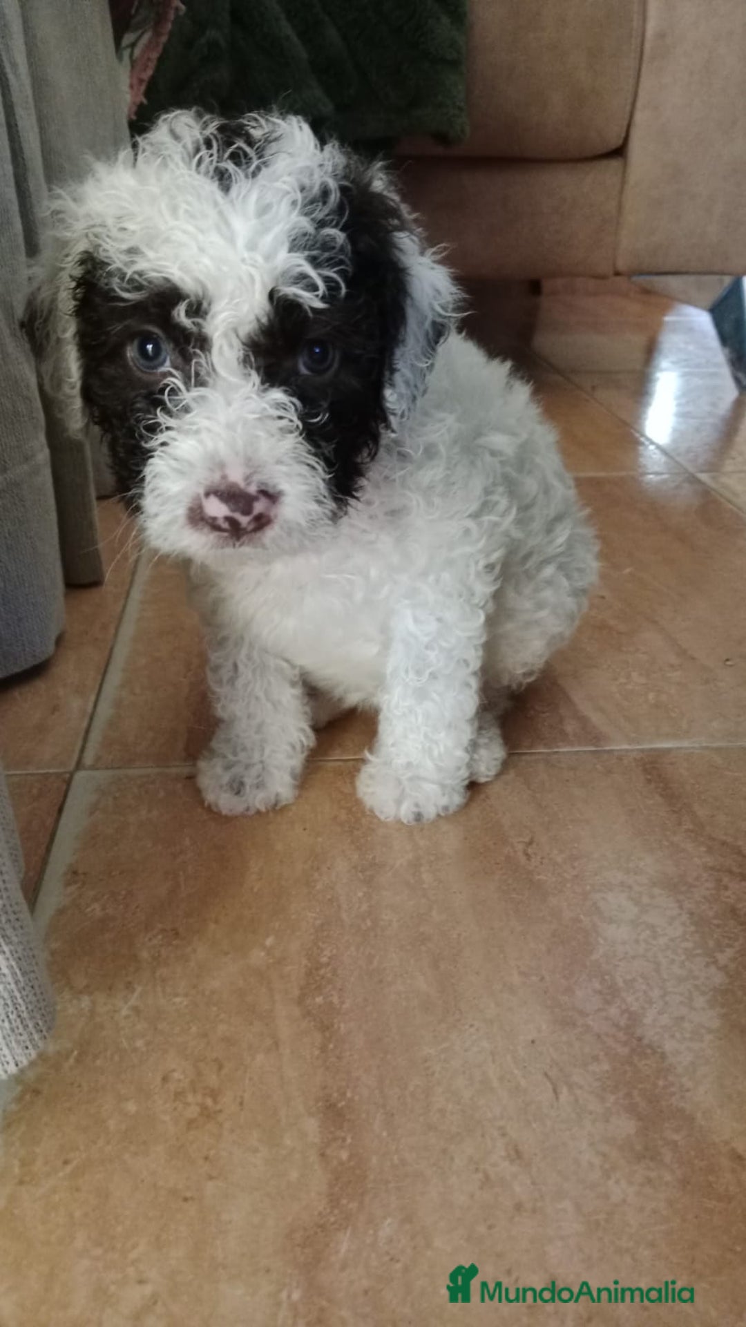 Perro de Agua Español perros en venta: Hembra bicolor - Imagen 1