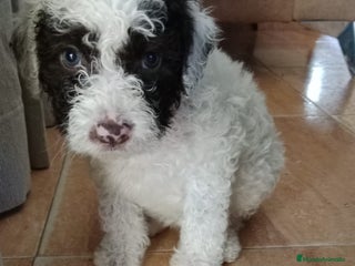 Perro de Agua Español perros - Anuncio 33