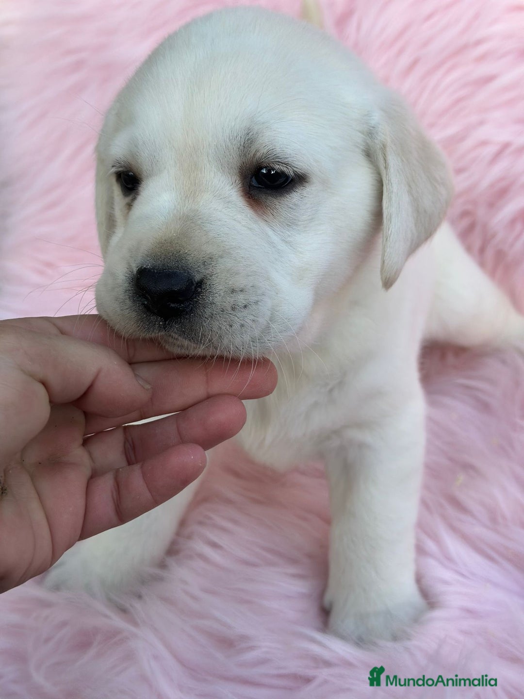 Labrador Retriever perros en venta: LABRADOR RETRIEVER PEDIGREE - Anuncio 6