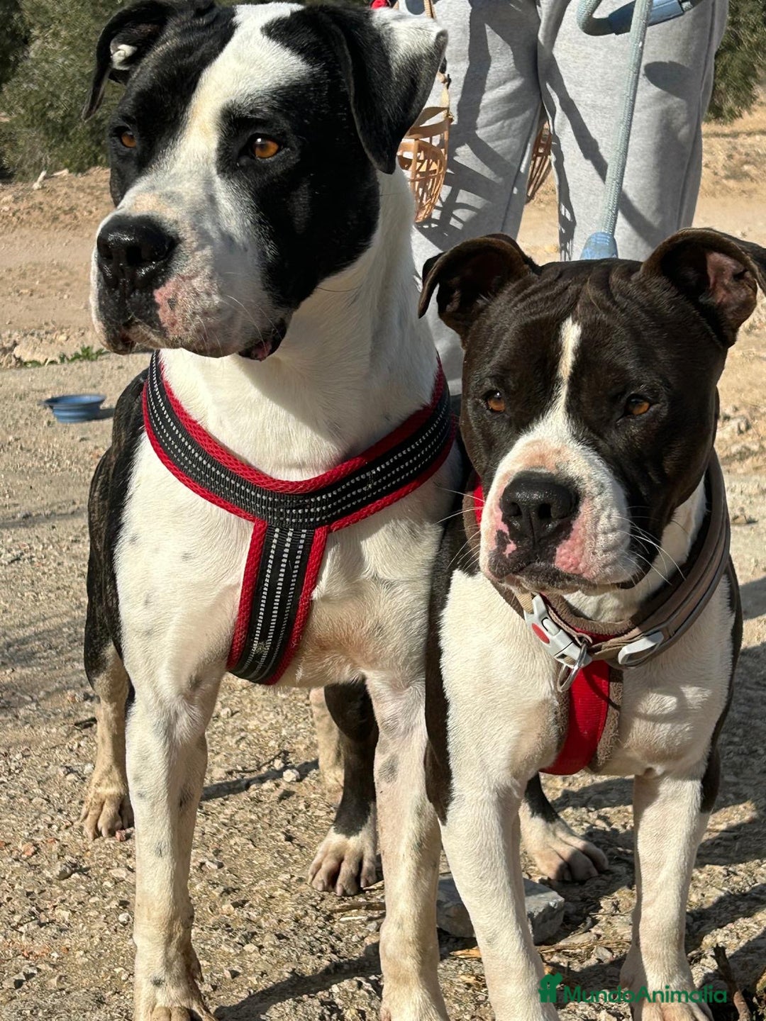 American Bully perros en adopcion: JORDI ❤️ en adopción  - Anuncio 6