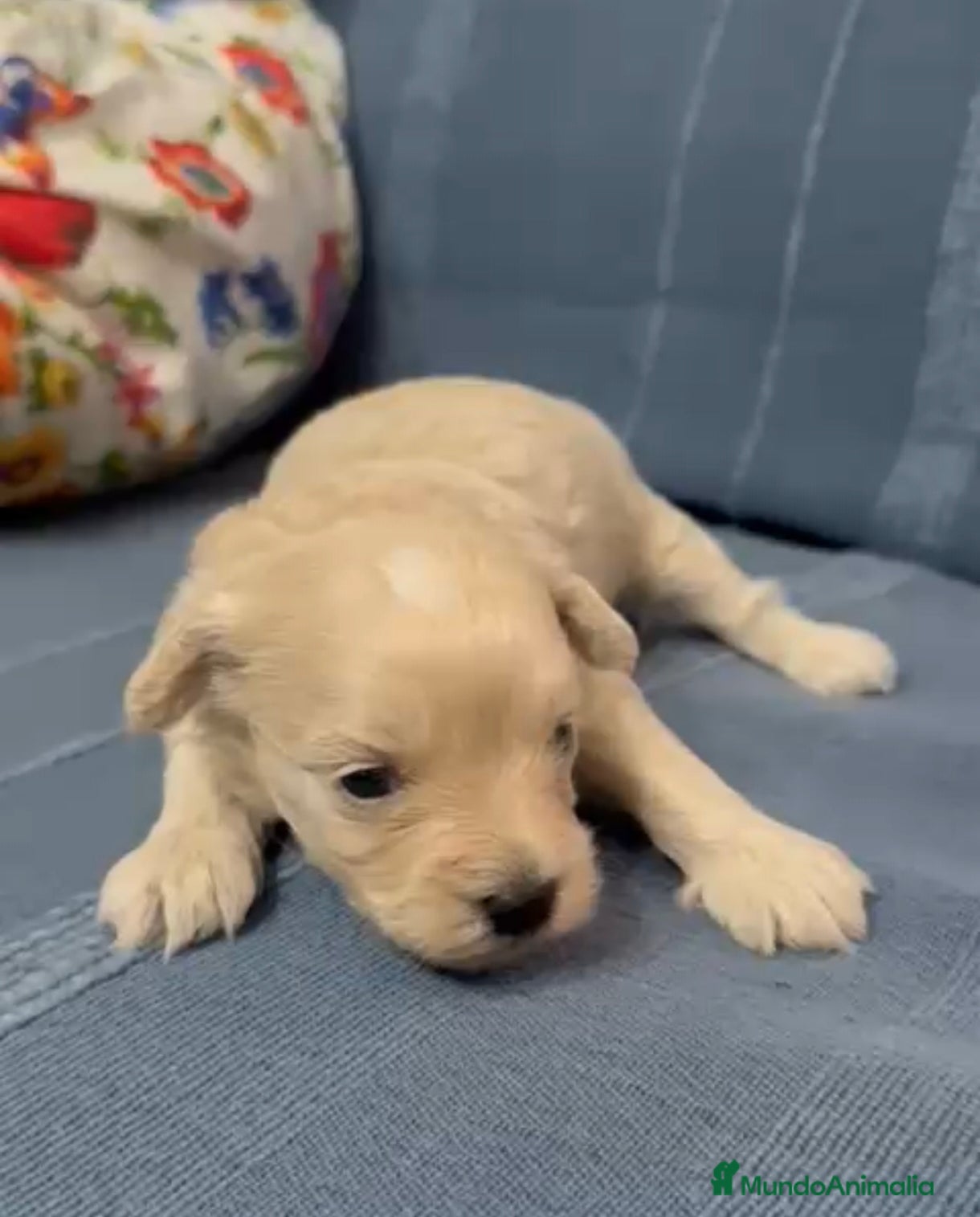 Maltipoo perros Venta de maltipoo toy nacionales  - Anuncio 2