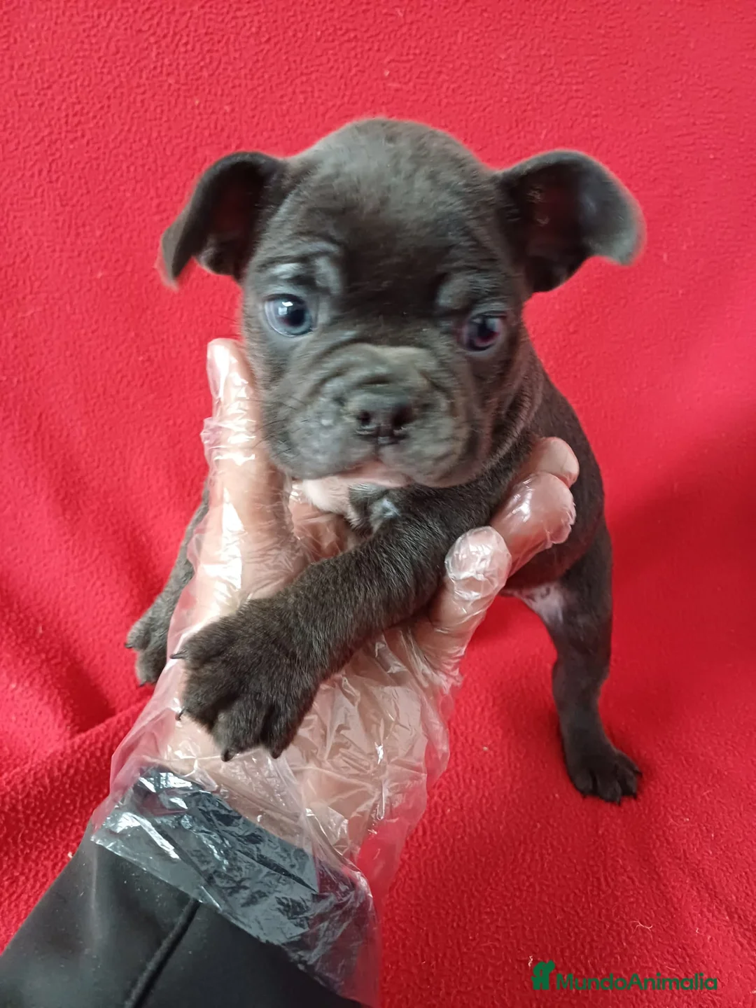 Bulldog Francés perros en venta: Bulldog Francés Blue  - Anuncio 1