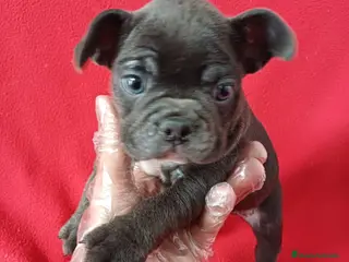 Bulldog Francés perros Bulldog Francés Blue - Anuncio 1