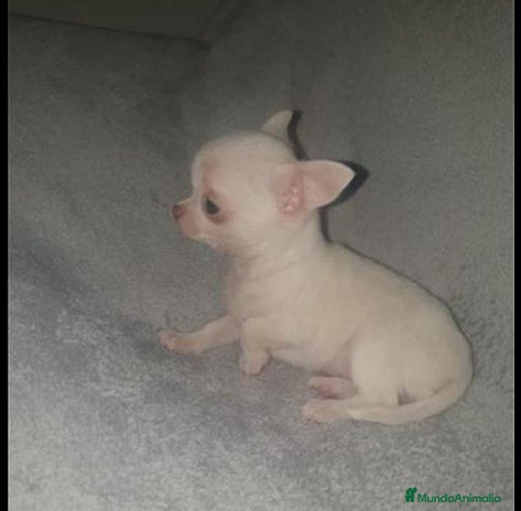 Chihuahua perros en Madrid - Anuncio 1