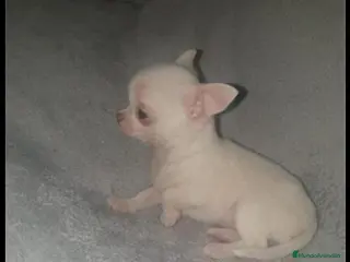 Chihuahua perros CHIHUAHUAS MINI TOYS en Madrid - Anuncio 12