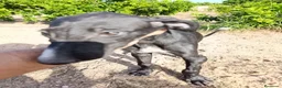 Galgo Español perros en venta: camada galgo español  - Anuncio 3