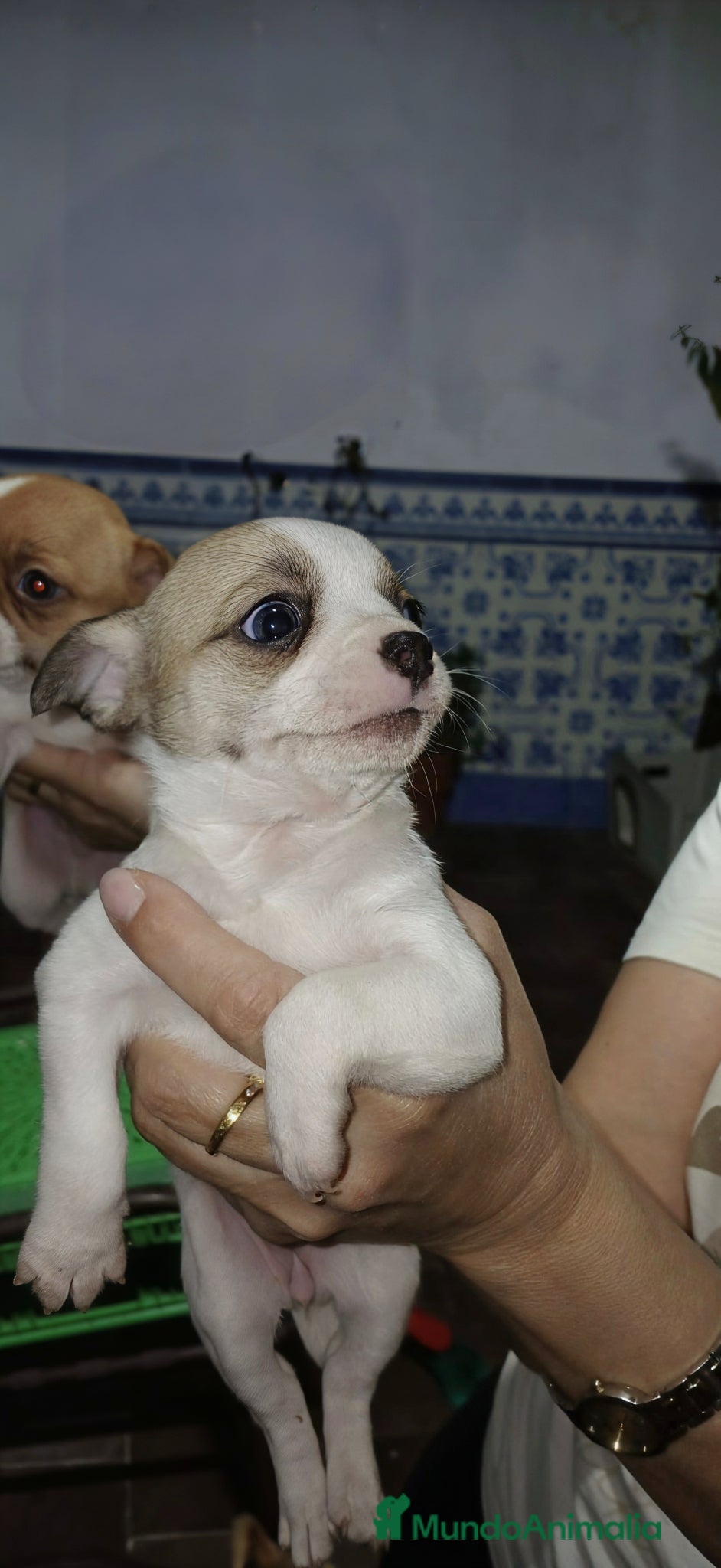 Chihuahua perros Chihuahua línea rusa - Anuncio 22