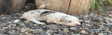 Border Collie red merle