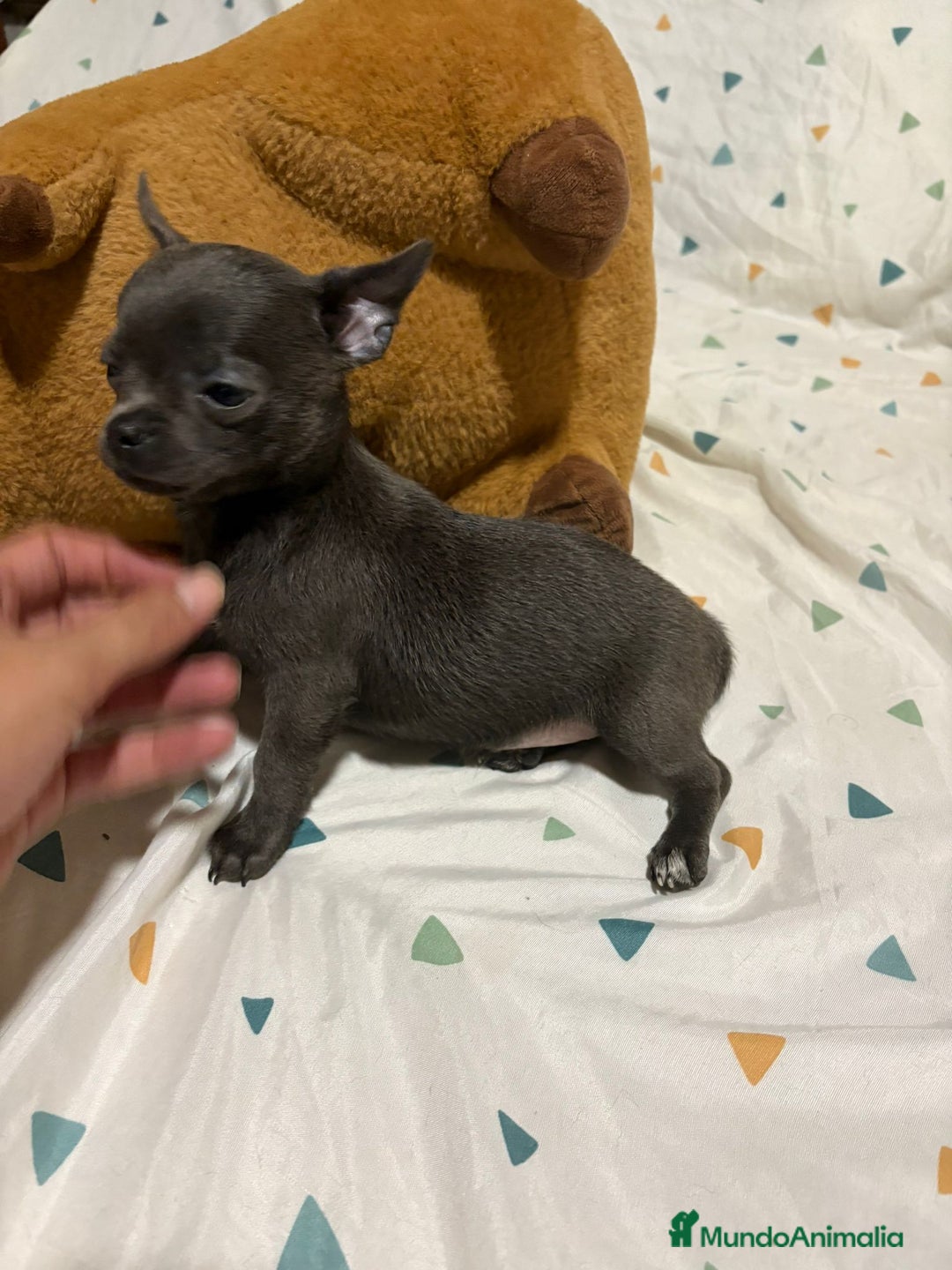 Chihuahua perros en venta: Chihuahua toy blue - Imagen 8