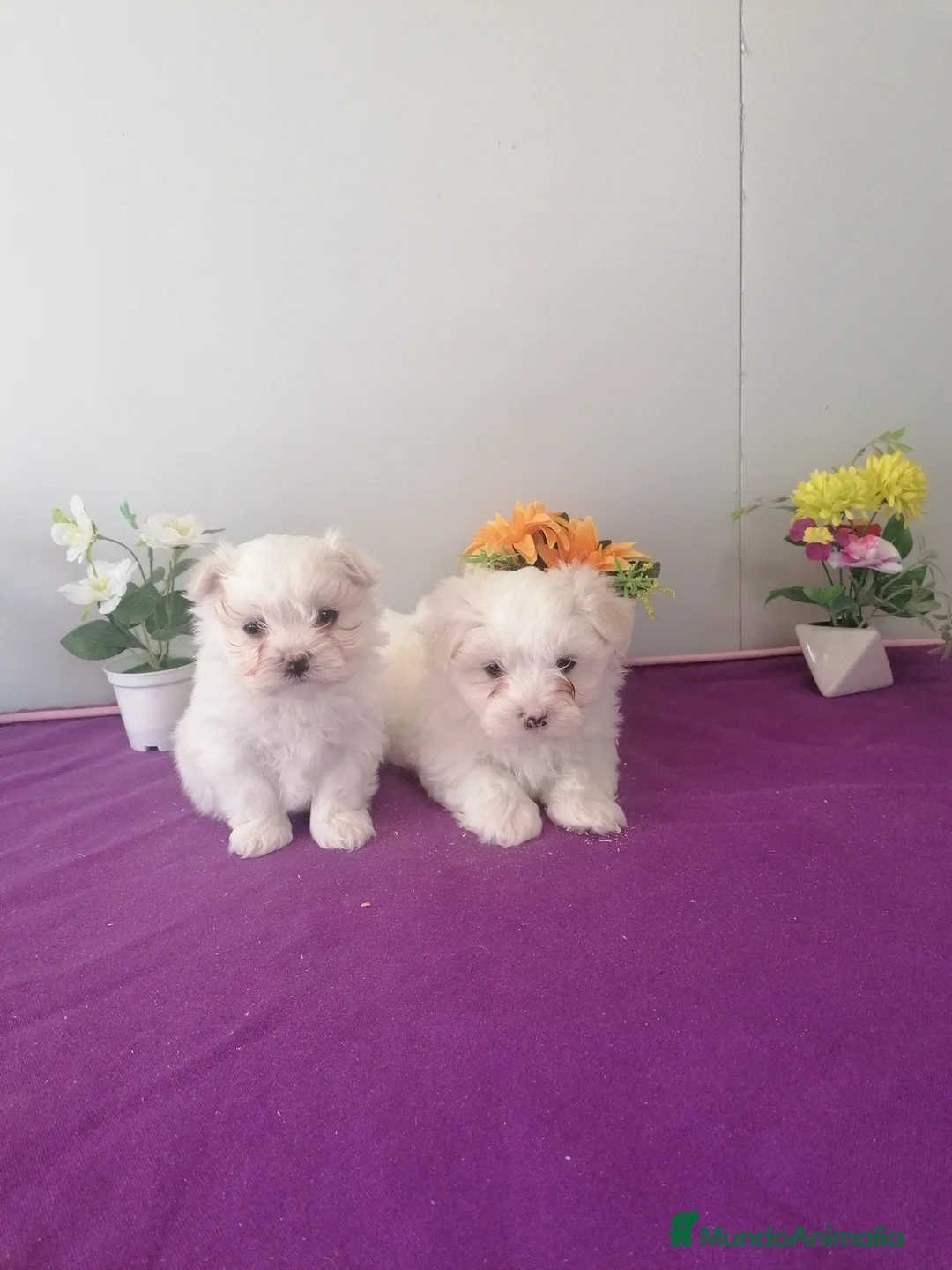 Bichón Maltés perros en venta: Preciosa camada de bichon maltés muy bonitos  - Anuncio 2