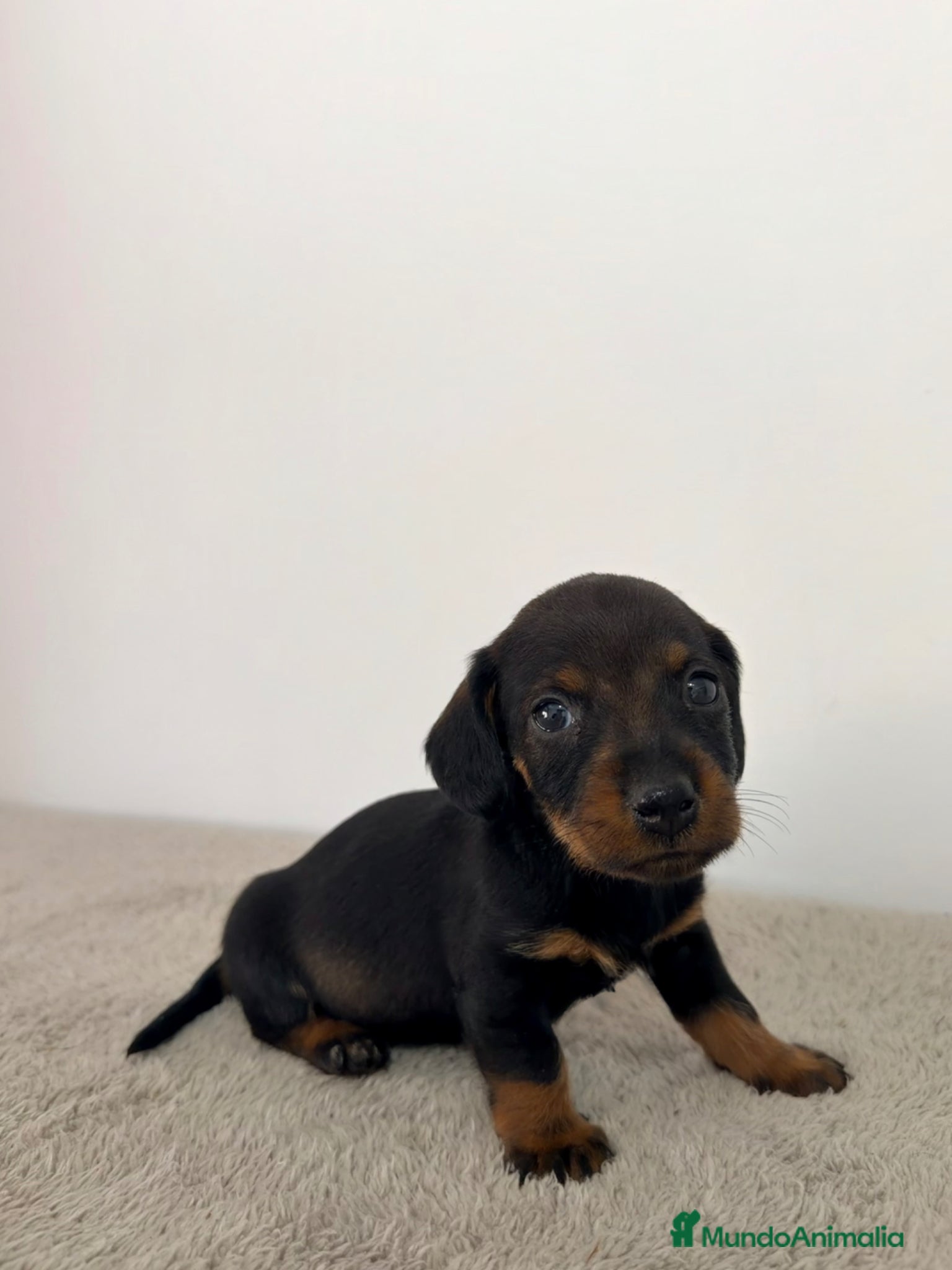 Teckel Miniatura perros TECKEL MINIATURA HEMBRA - Anuncio 1