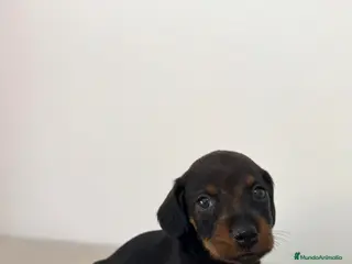 Teckel Miniatura perros TECKEL MINIATURA HEMBRA - Anuncio 1