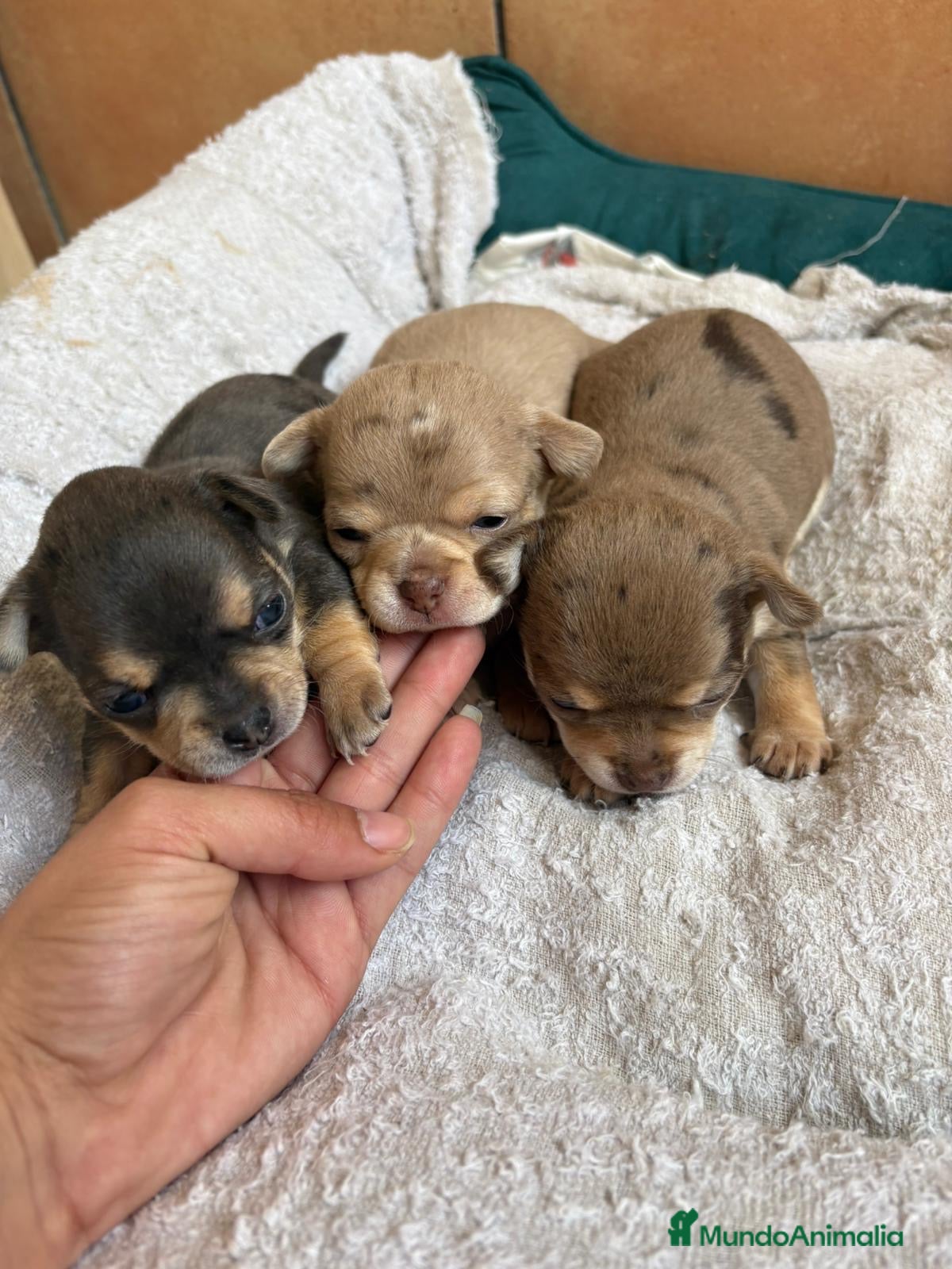 Chihuahua perros Chihuahuas merle 🩷🩵🐾 - Anuncio 3