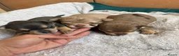 Chihuahua perros en venta: Chihuahuas merle 🩷🩵🐾 en Murcia - Anuncio 1