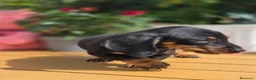 Teckel Miniatura perros en venta: Teckel mini/kanichen - Anuncio 2