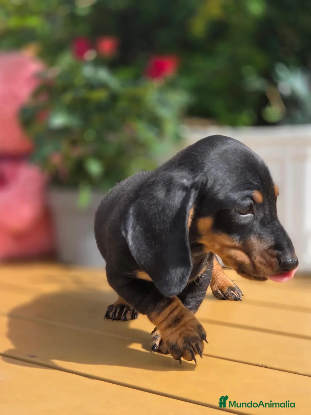 Teckel Miniatura perros en venta: Teckel mini/kanichen - Anuncio 2