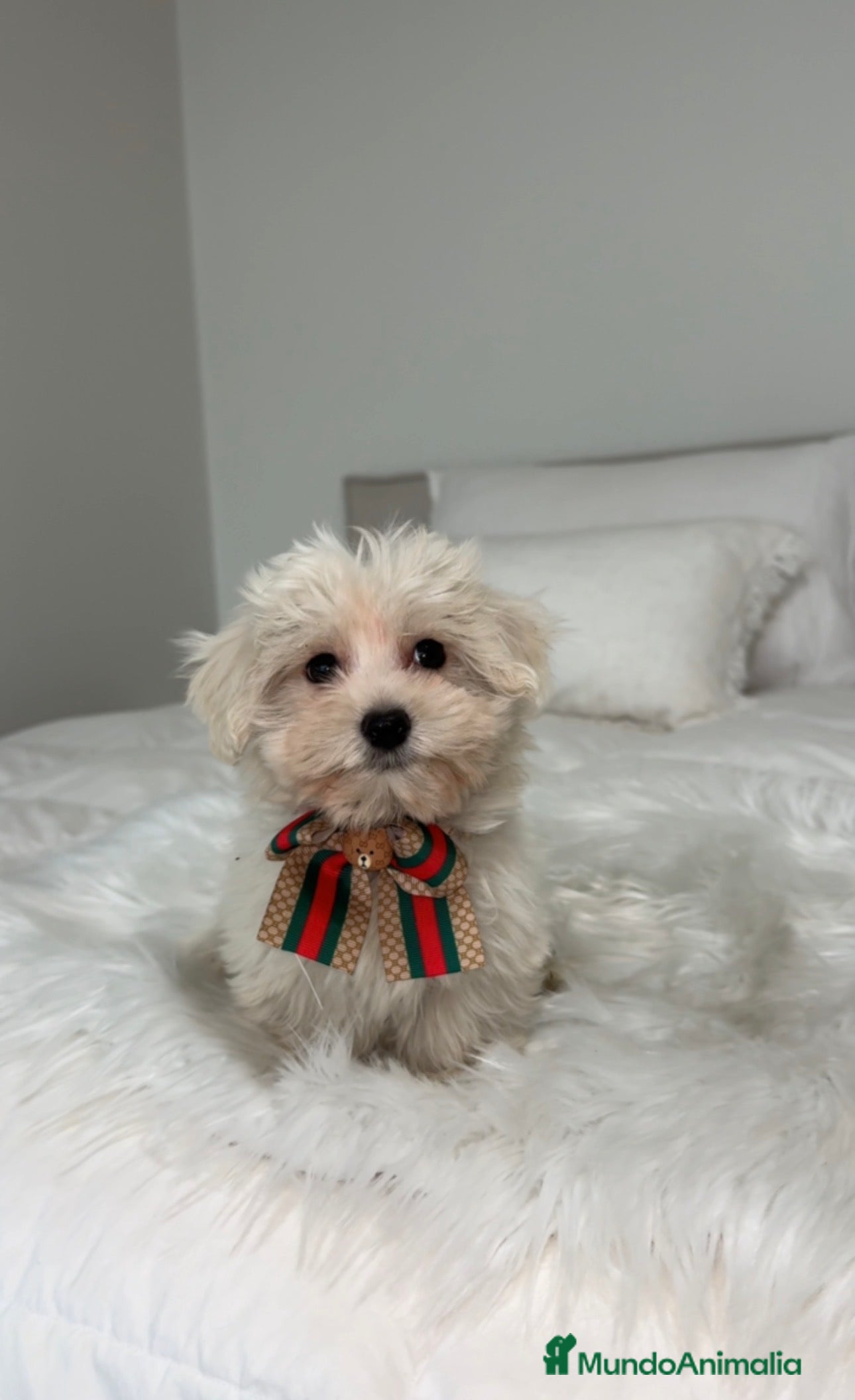 Bichón Maltés perros Bichon maltés macho  - Anuncio 2