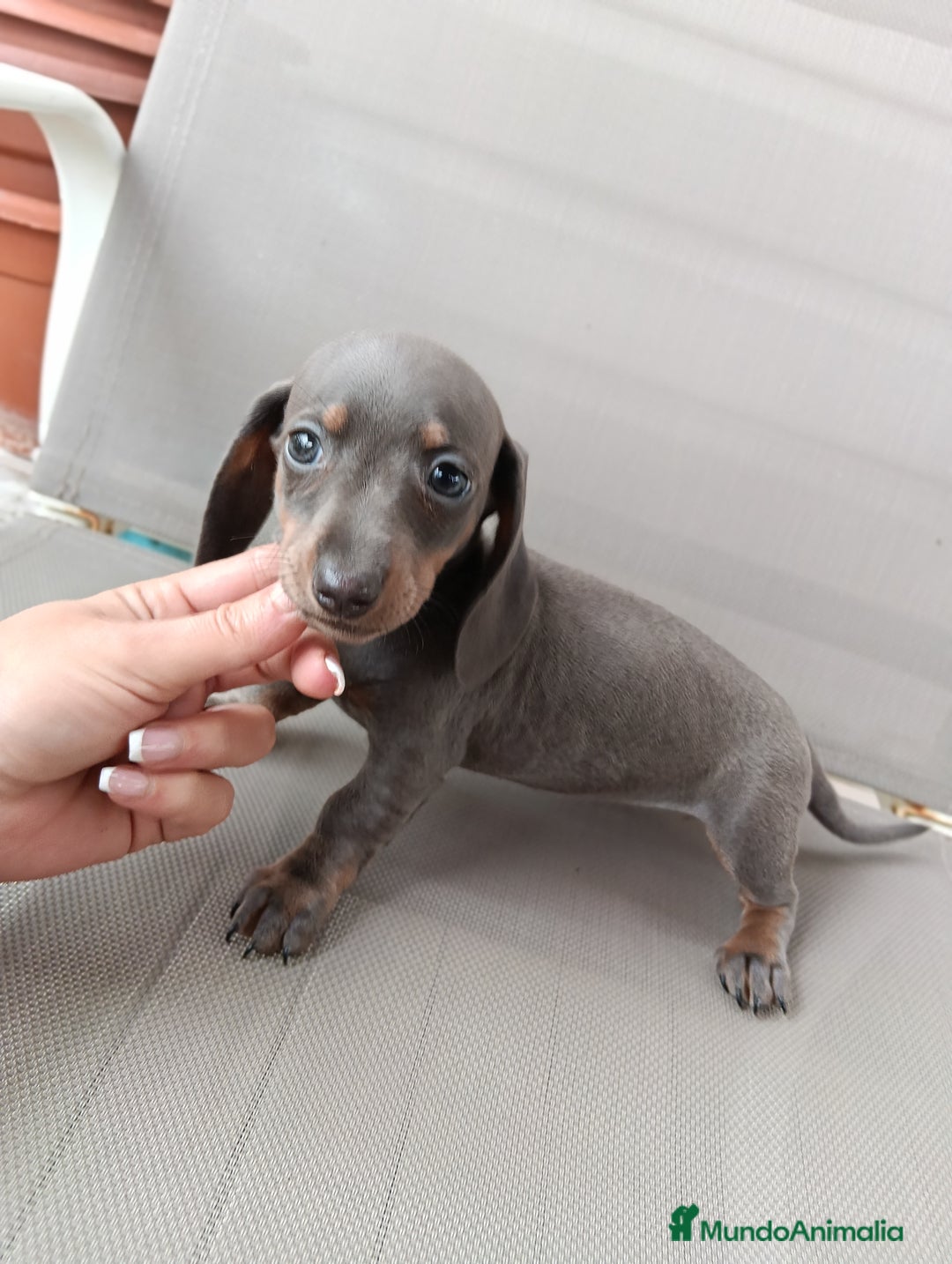 Teckel Miniatura perros en venta: Teckel miniatura - Anuncio 2