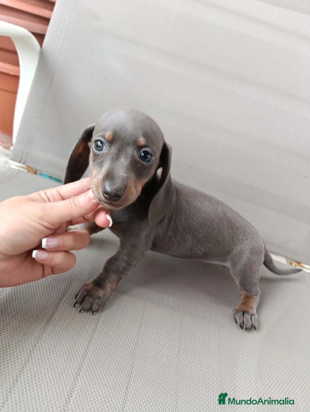 Teckel Miniatura perros en venta: Teckel miniatura - Anuncio 2