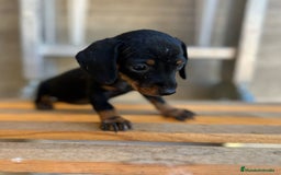 Teckel Miniatura perros en venta: Cachorros suuuuper miniaturas - Imagen 2