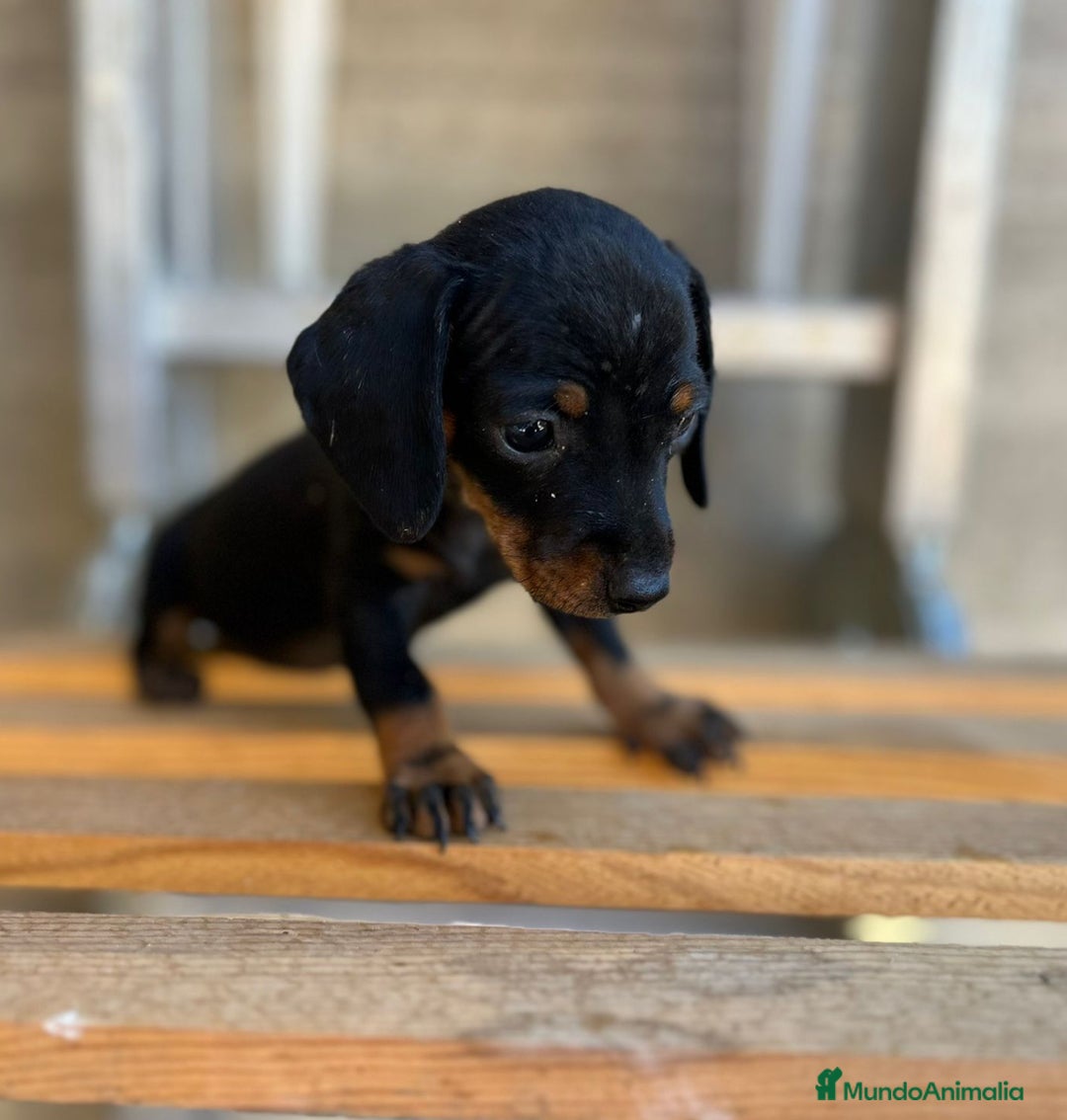 Teckel Miniatura perros en venta: Cachorros suuuuper miniaturas - Imagen 2