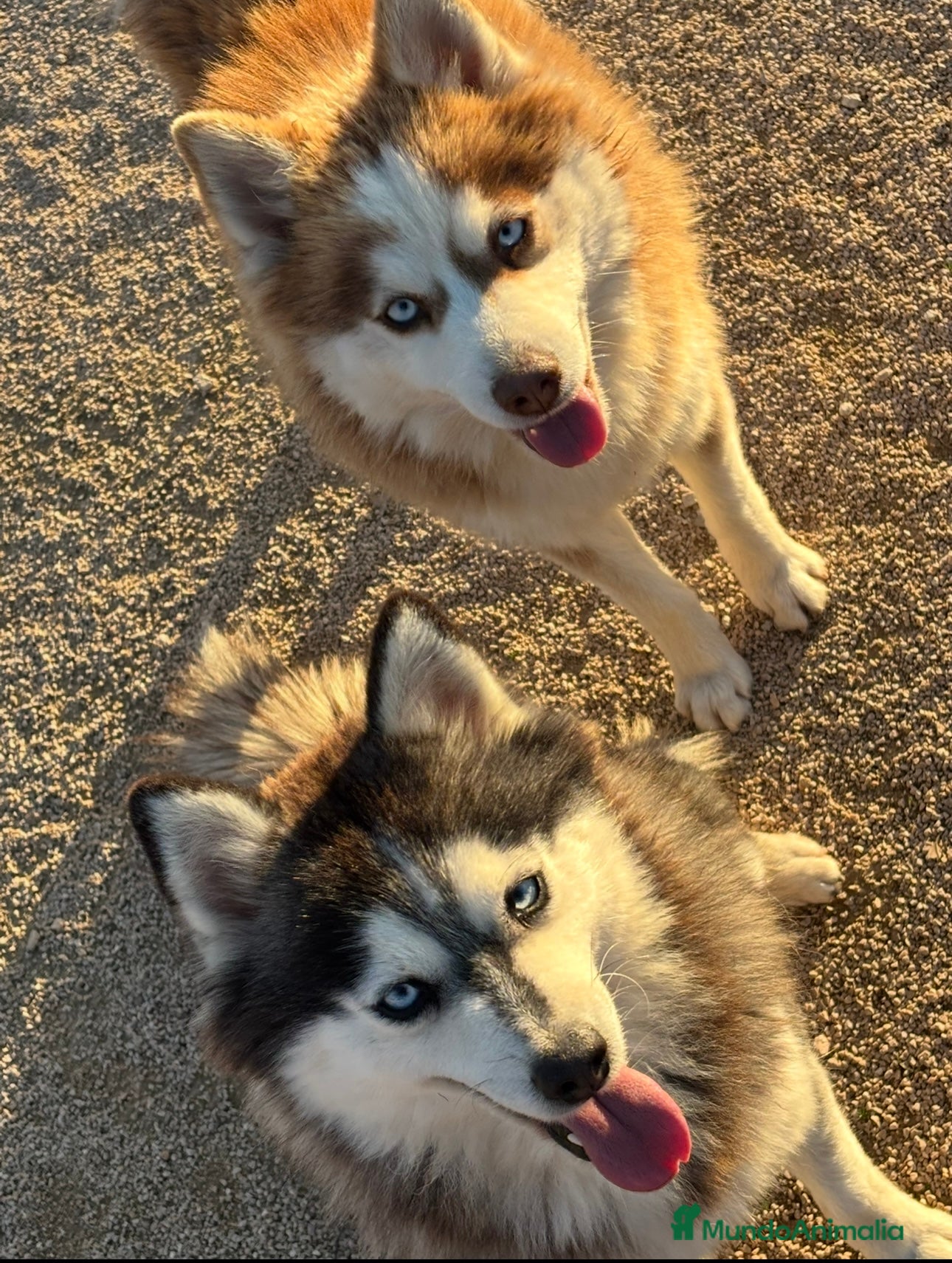 Pomsky perros 2 hembras de pomsky - Anuncio 1