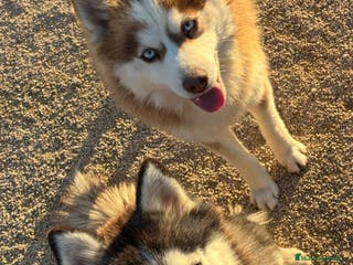 Pomsky perros 2 hembras de pomsky - Anuncio 2