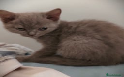 Británico de Pelo Corto gatos en venta: British hembra y macho  - Imagen 1