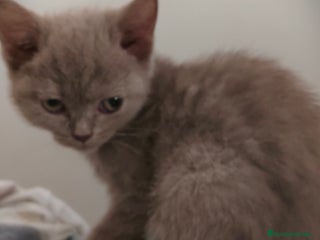 Británico de Pelo Corto gatos - Anuncio 1