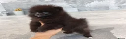 Pomerania perros en venta: Pomerania  - Anuncio 3