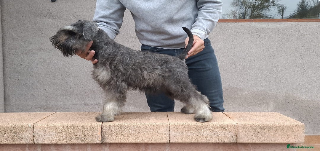 Imagen de galería {{count}}